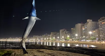 Marlin Azul na Praia do Morro: Um Cartão-Postal de Guarapari