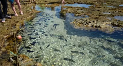 Porto de Galinhas: 10 Atrações Turísticas Imperdíveis