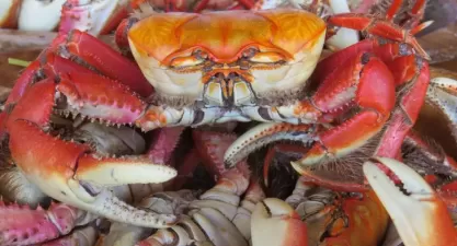 Explorando os Sabores Únicos de Sergipe