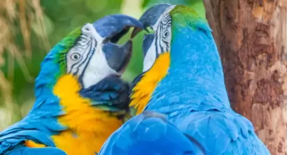 Parque das Aves em Foz do Iguaçu: Ecoturismo e Aves!